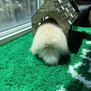 Meet your Posher, Bing